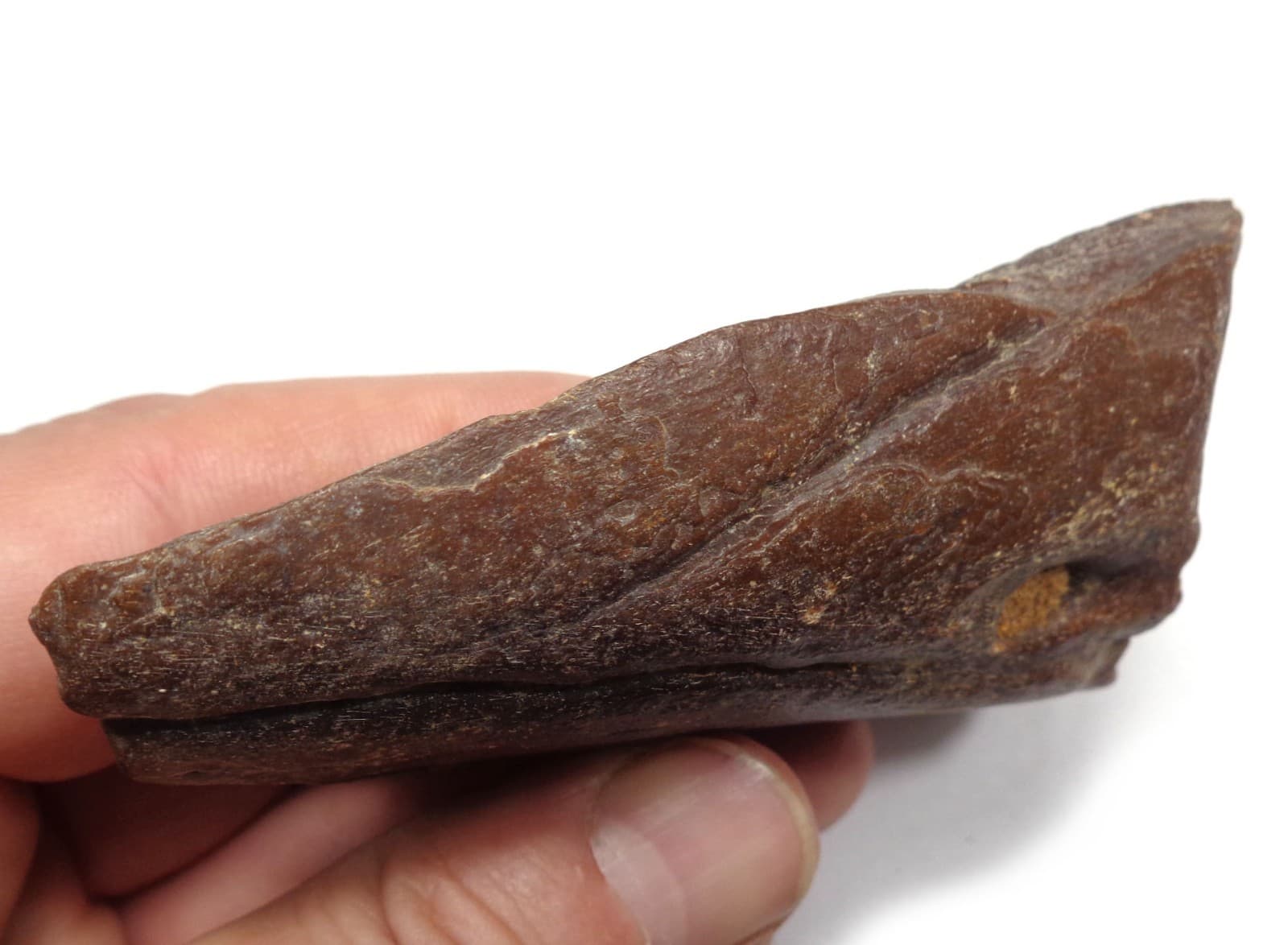 NEWEST! Excellent Dino bone, Late Cretaceous, Turonian, 90 ma, Uzbekistan #7 3