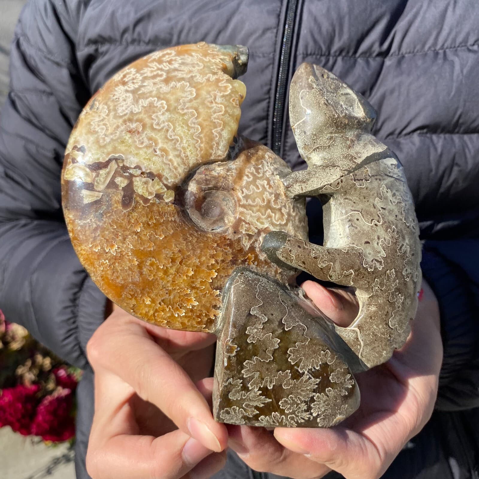 735g Natural Beautiful Ammonite Fossil Conch Crystal Specimen Healing 2