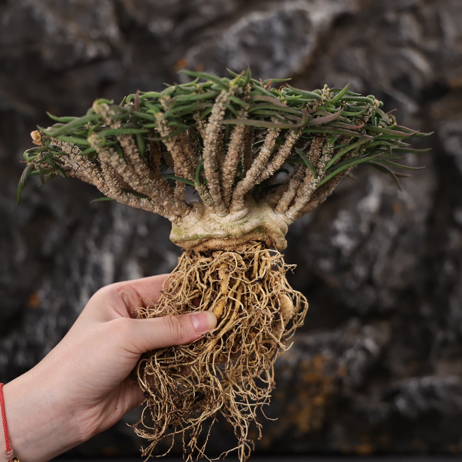 20CM Euphorbia Cylindrifolia Succulent Cactus Plant Cactaceae Home Garden Plant