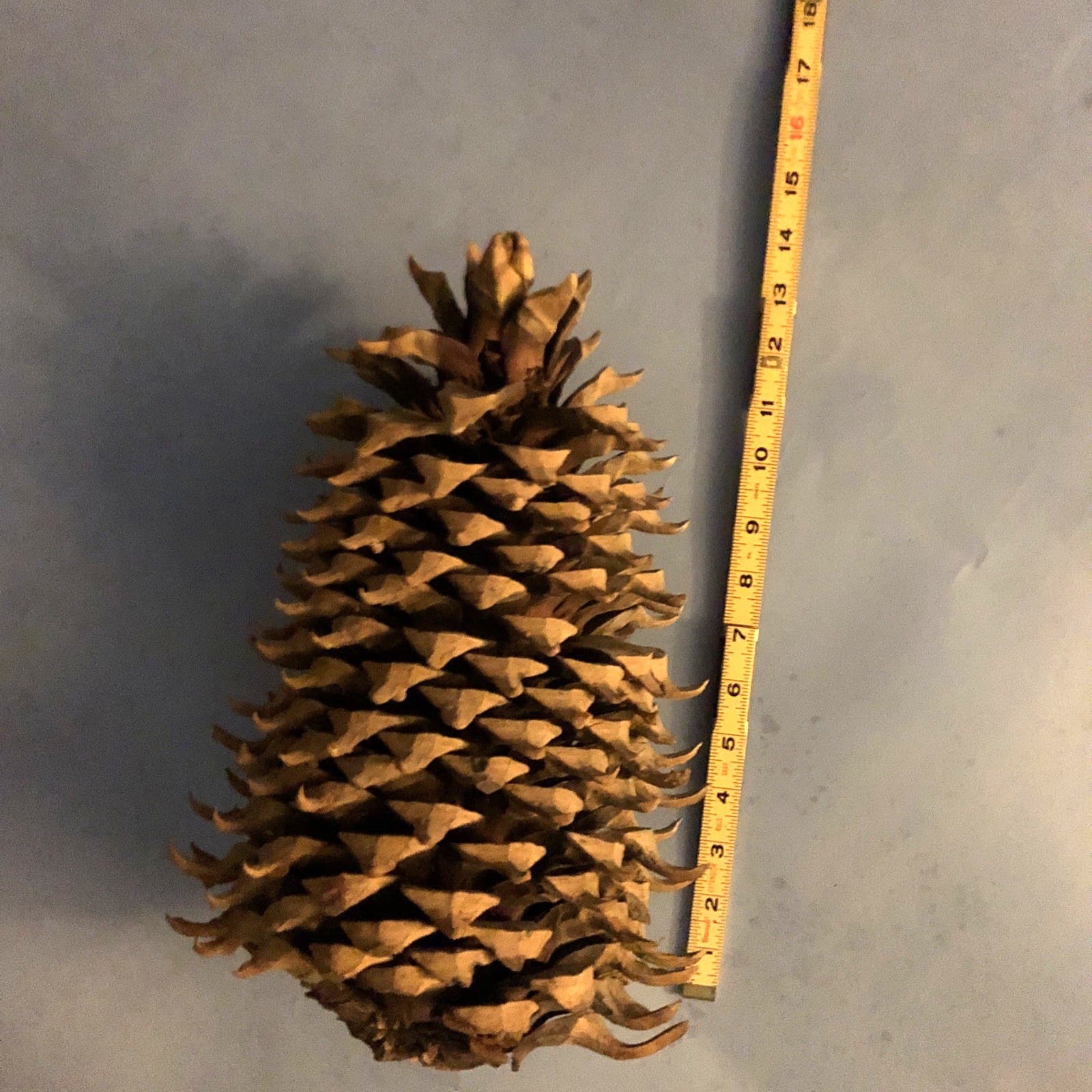 Giant California Widowmaker Coulter Pine Cone 14 inch 3.1 Pound Pinecone 3