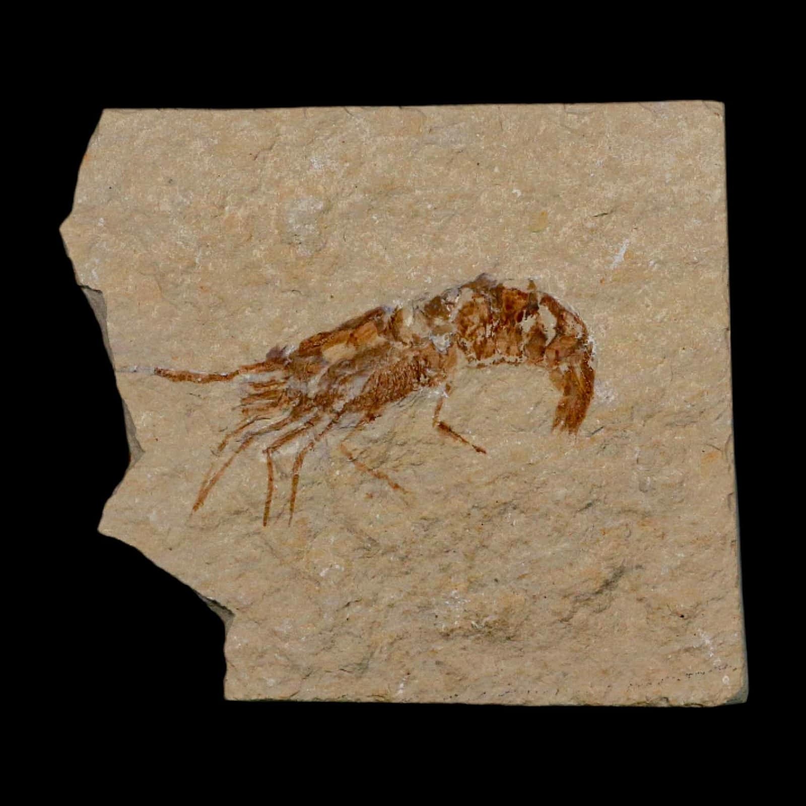 2" Fossil Shrimp Carpopenaeus Cretaceous Age 100 Mil Yrs Old Lebanon COA 2
