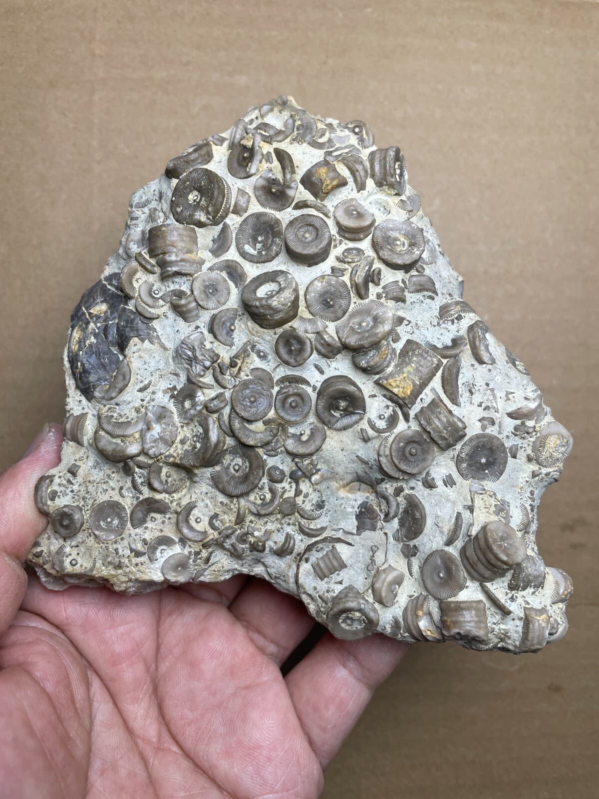 529g Devonian period Crinoid Geologic rock specimen 2