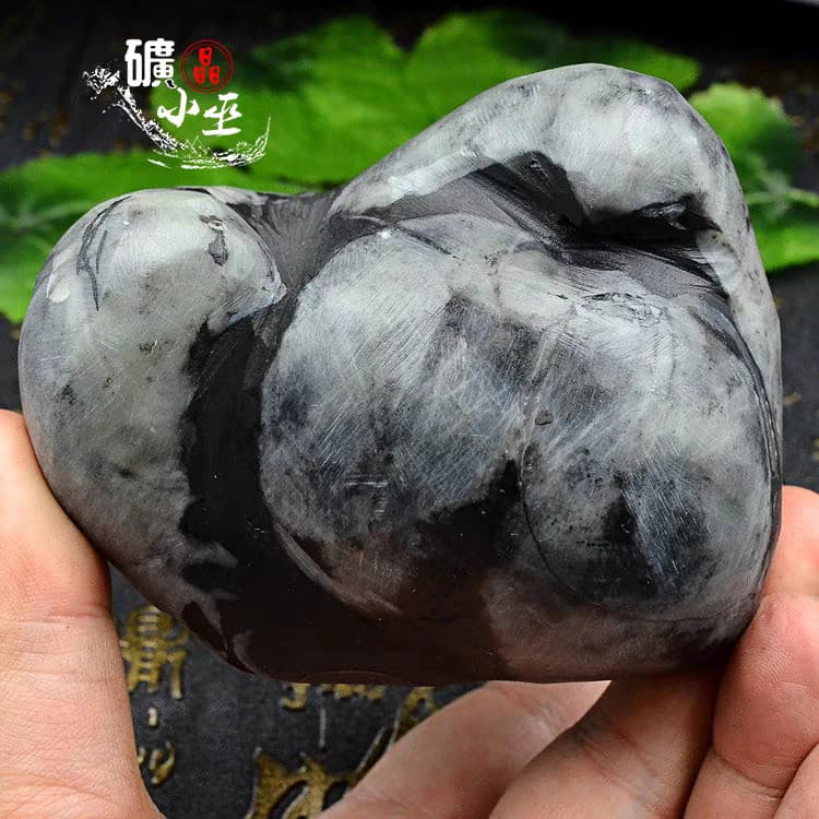 RARE prehistoric Jurassic Period invertebrate Stringocephalus fossil 3