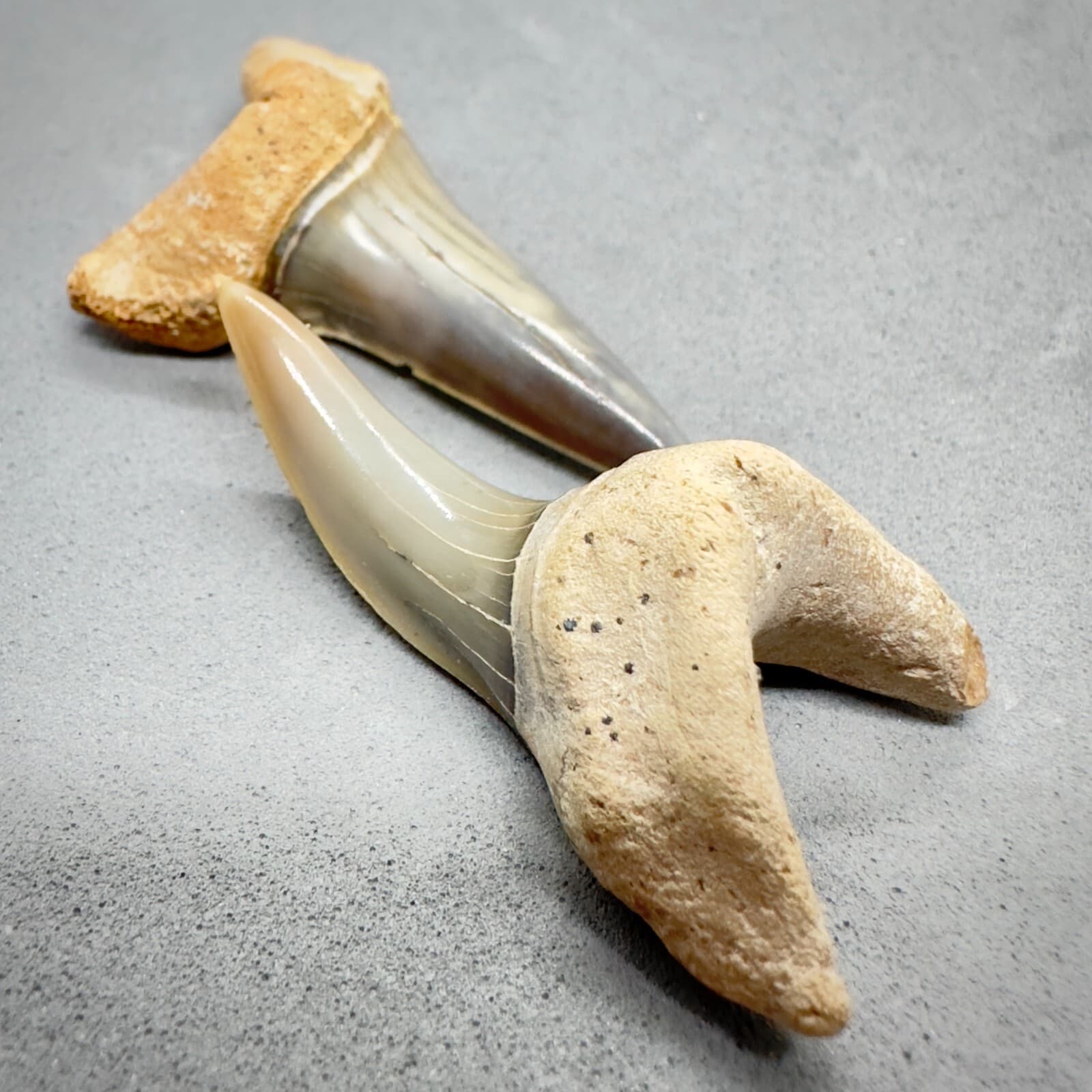High Quality Pair 1.73" and 1.53" Fossil Shortfin Mako Teeth-I. oxyrinchus Chile 3