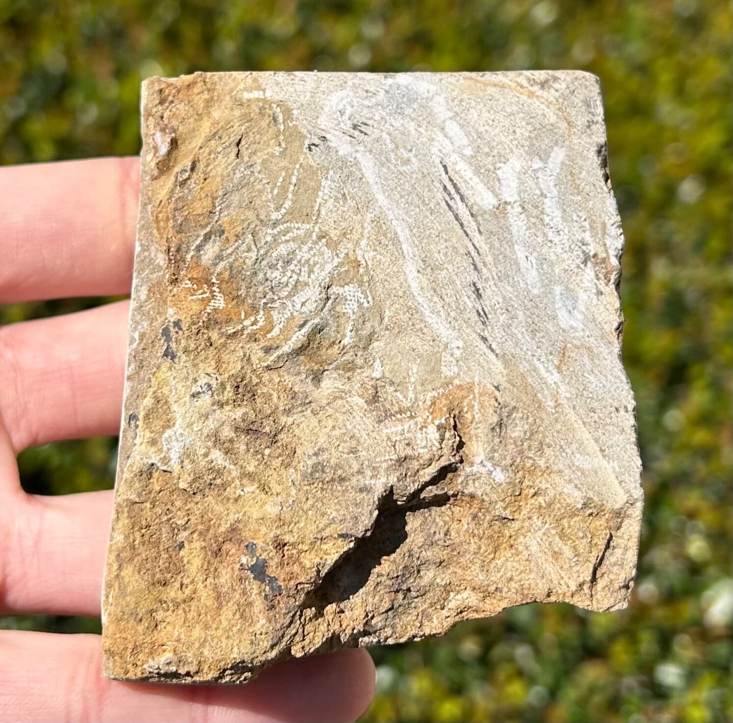 NICE Fossil Crinoid in Matrix Aphelecrinus randolphensis Alabama Bangor Fm  5