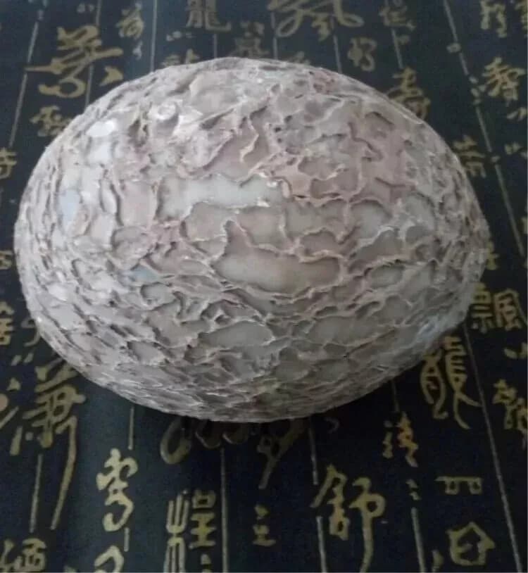 Segnosaur Dinosaur Egg Fossilized Crystallized Fossil Jurassic Cretaceous World 4