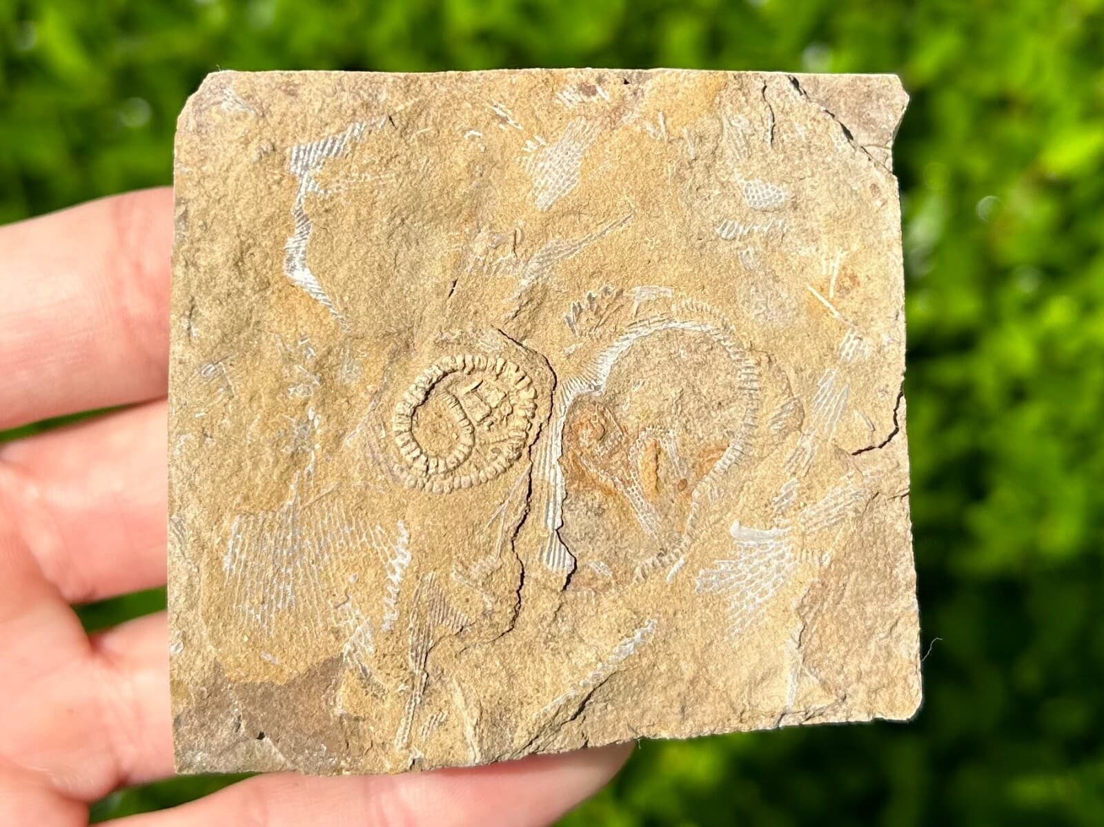 Rare Fossil Crinoid in Matrix Camptocrinus alabamensis Alabama Bangor Limestone