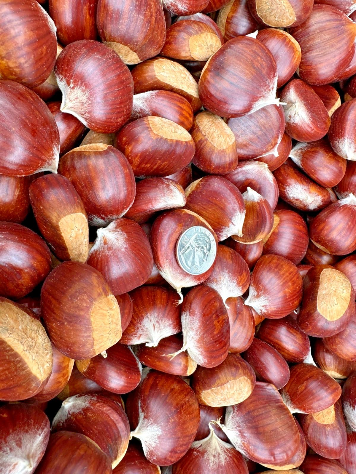 Fresh Oregon Chestnuts *LARGE* 3 lbs. 2
