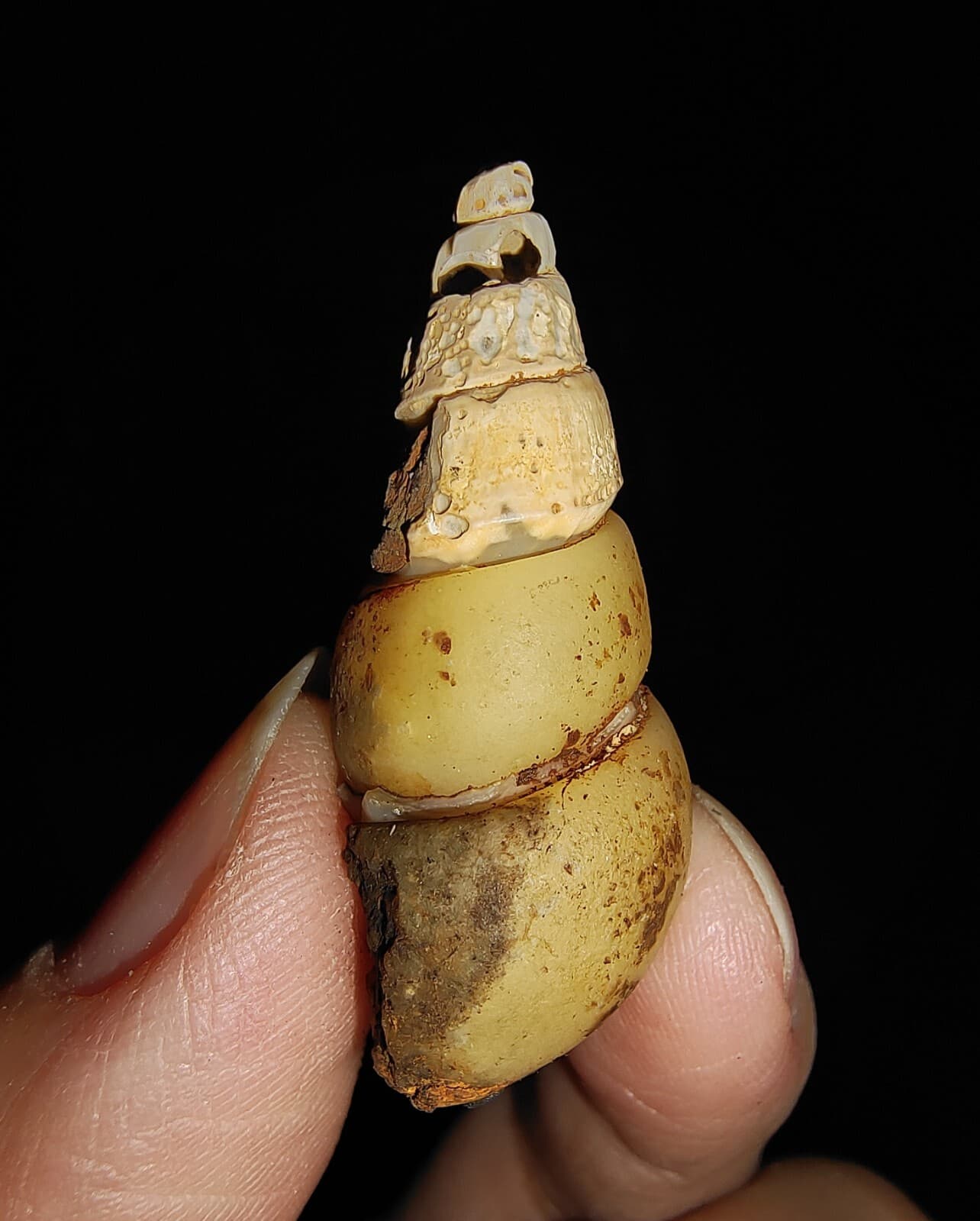 SEA SHELL FOSSIL, GASTROPODA, THIARIDAE, FROM JAVA, INDONESIA, 35MM 4