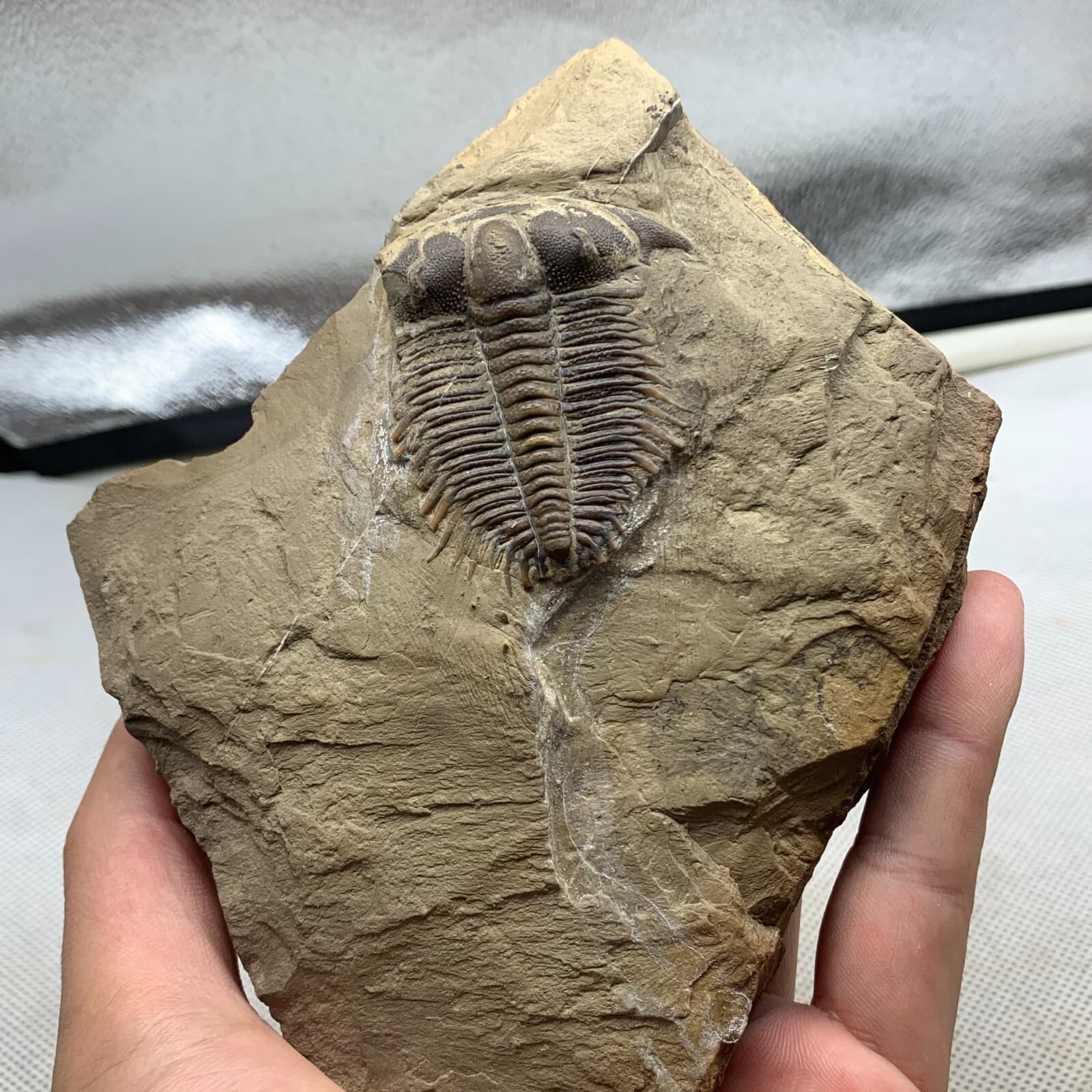 520g Late Middle Cambrian trilobite fossils from Shandong 4