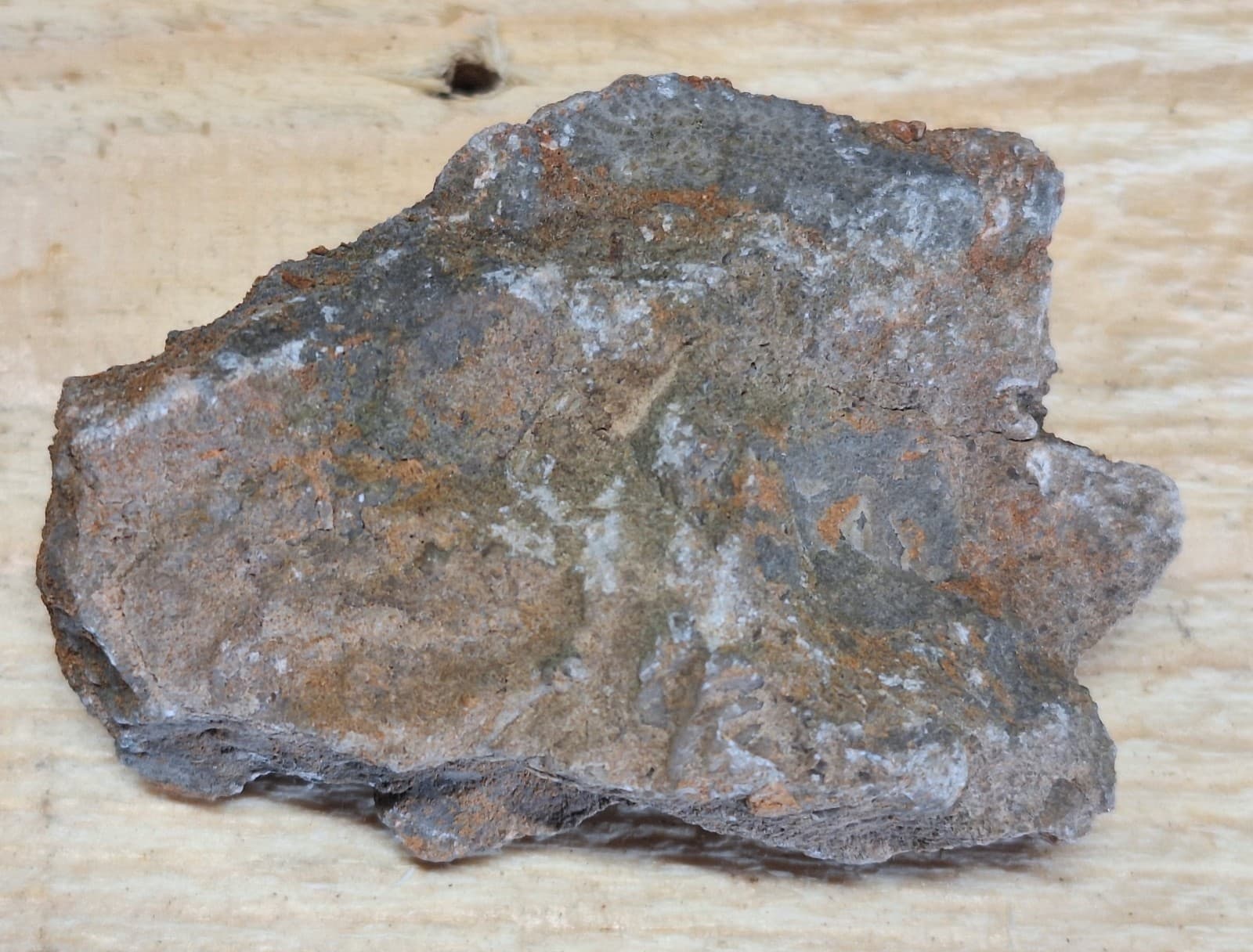 Fossil Favosite Coral In Limestone Devonian Period Michigan 3