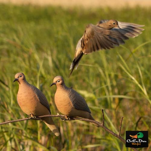 NEW AVERY OUTDOORS GREENHEAD GEAR GHG CLIP ON MOURNING DOVE DECOYS PAIR - 2 PACK 6