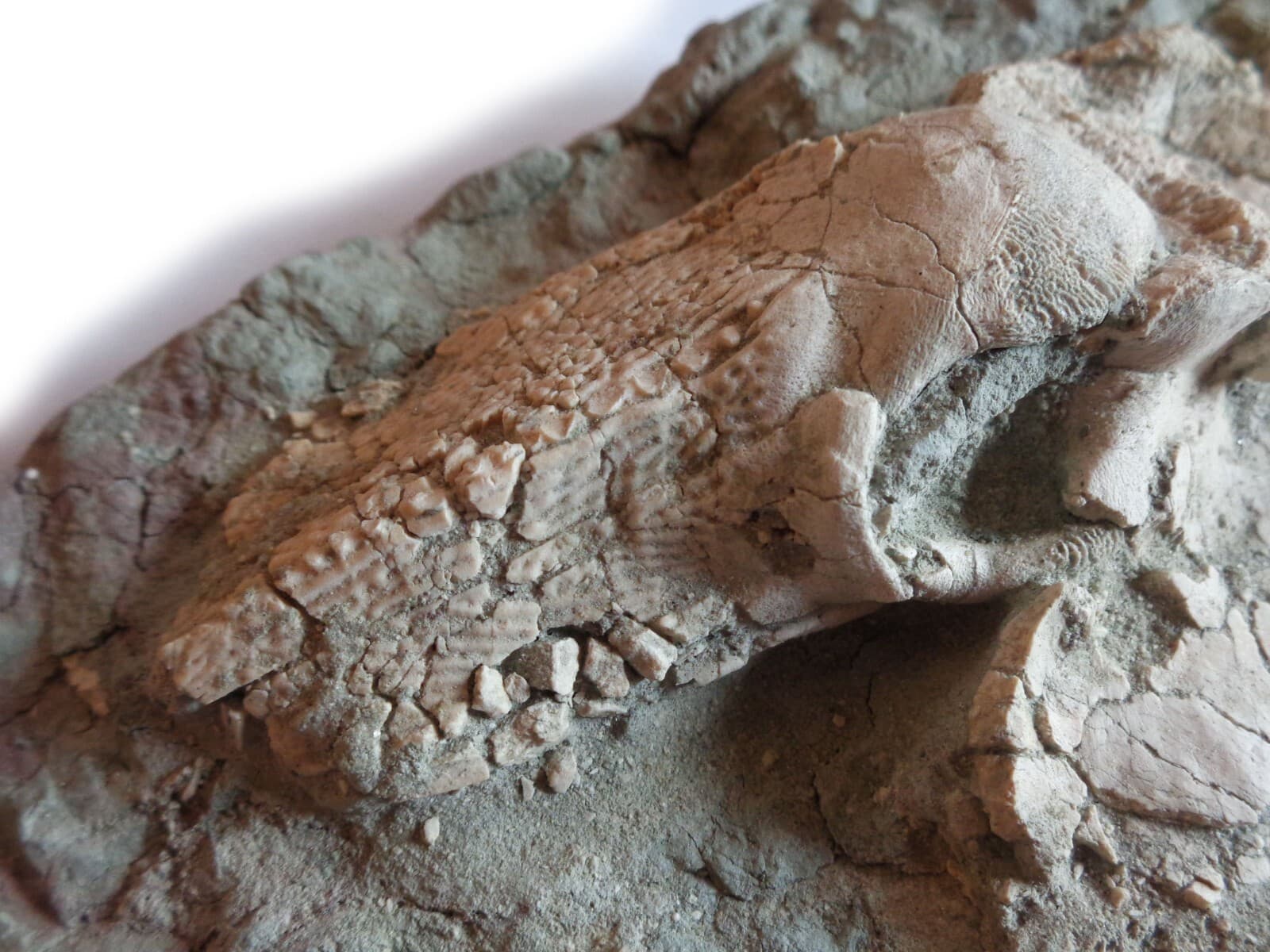 Fossil fish BOTHRIOLEPIS, shoulder, Devonian, 420-360 ma, S-Petersburg, Russia 4