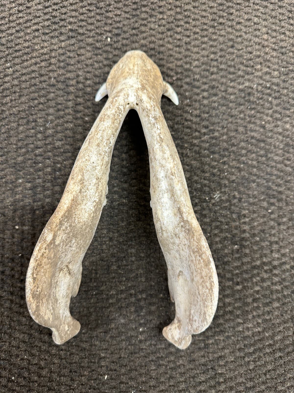 Bottom Jaw of a Wild Hog Skull from Texas - Item #321-2 6