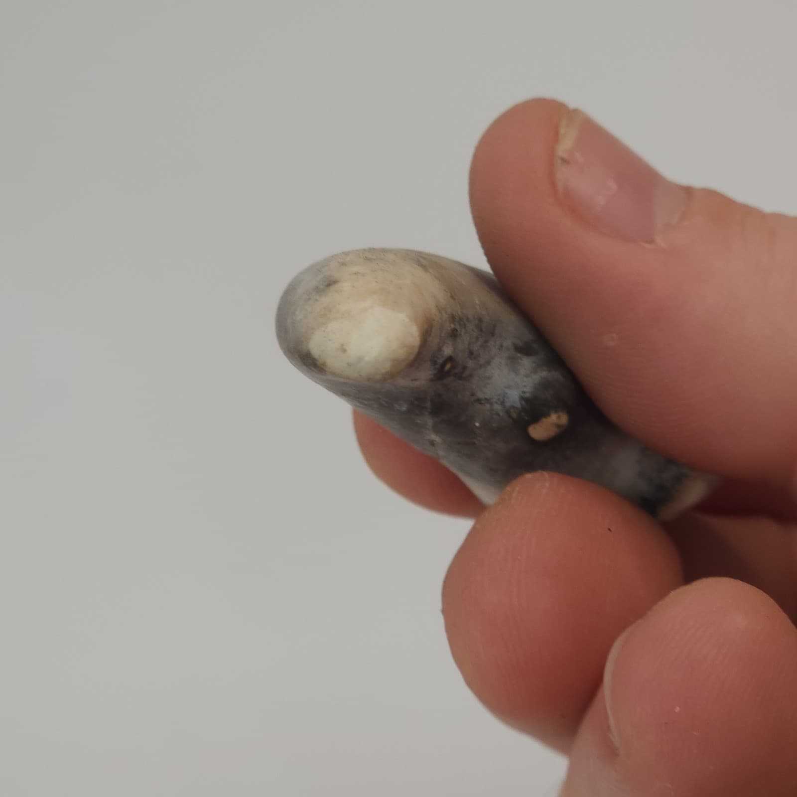 Crab Claw Fossil - Florida  6