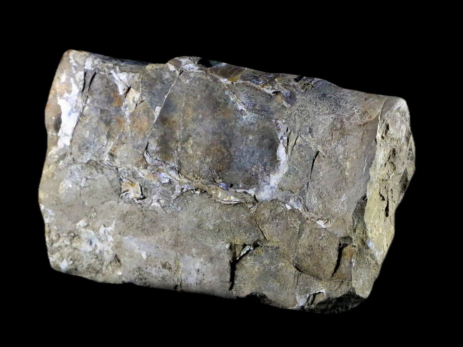 5.1" Baculite Fossil Opalized Cephalopod Late Cretaceous Bear Paw Shale Montana 6