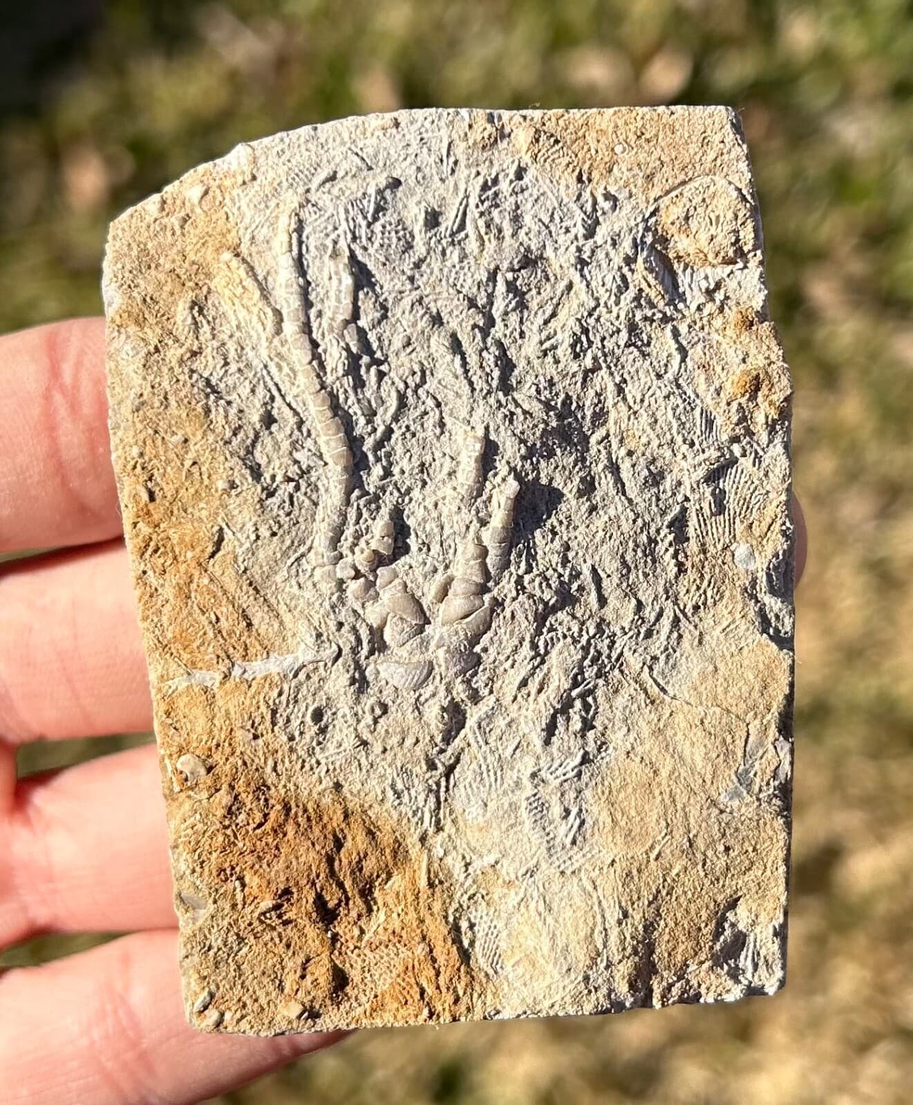 Phacelocrinus Crinoid Fossil in Matrix Alabama Bangor Limestone Formation