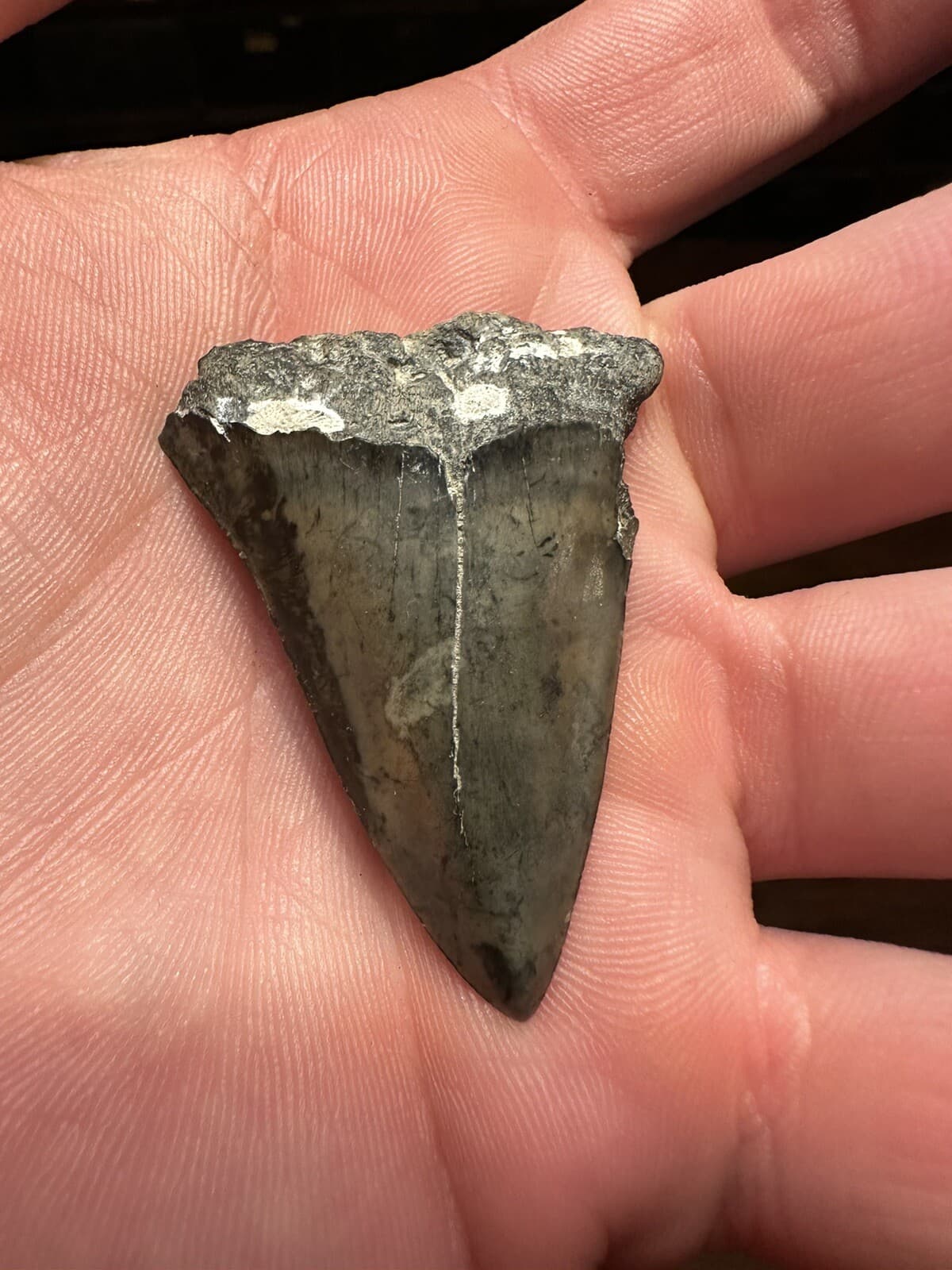 EVOCATIVE 1.9” MAKO  Shark Tooth REAL FOSSIL NATURAL HASTALIS WHITE SHARK SC 4