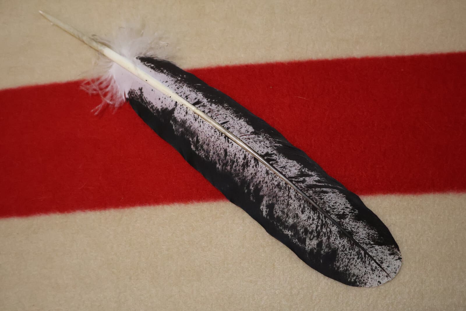 Native American-made Immature Bald Eagle Feathers Immature hand painted 2
