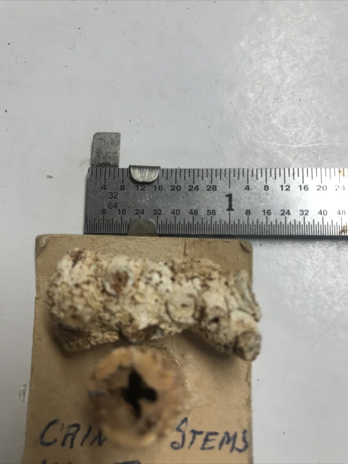 2x Hydreionocrinus Crinoid Stems  - Missing period  Bedford., Ind Size 5/8” & 1” 5