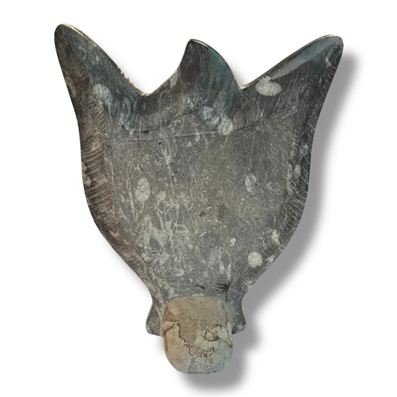 Large Orthoceras and Ammonite Fossil Display and Ammorite Fossil Piece 6