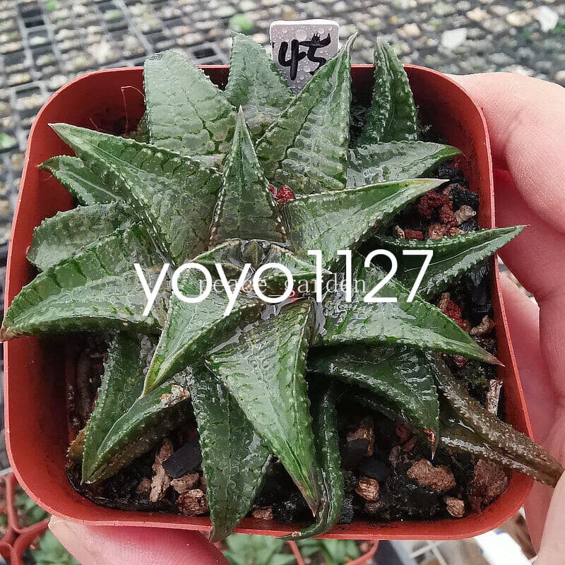 RareSucculent Plant Haworthia Haworthiopsis Koelmaniorum Home Garden 7CM 5