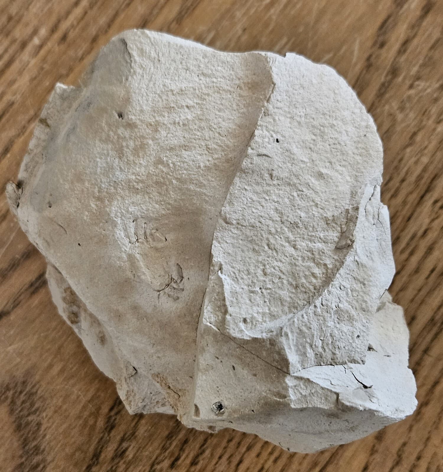 Crab Fossil In Mud Stone 5