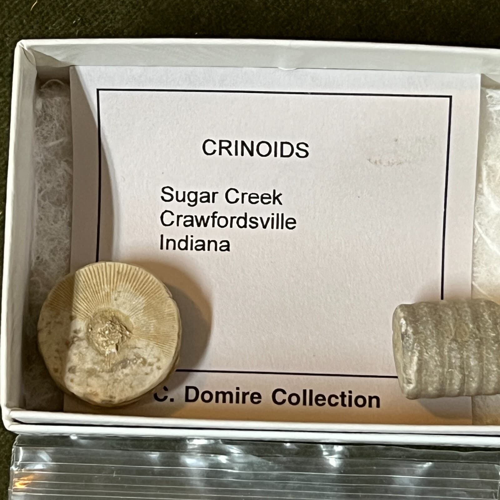 Crinoid Marble Fossil, Chalcopyrite & Crinoids 2