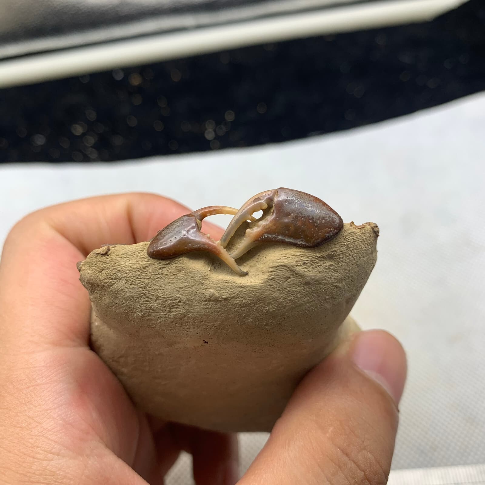 Jurassic Period Perfect Crab Fossil Dinosaur Age