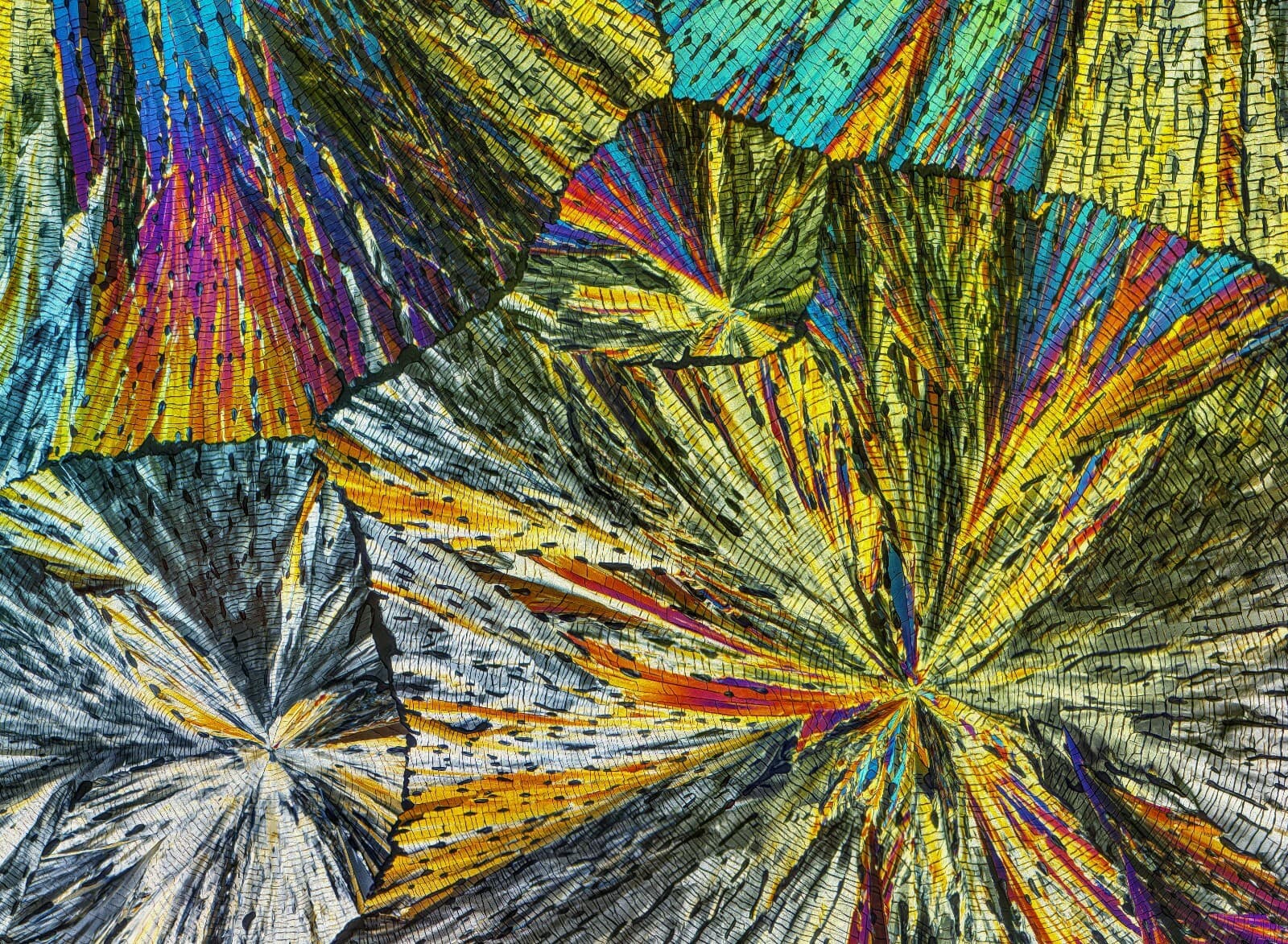 Microscope slide for polarization,  PREGNENOLONE 2