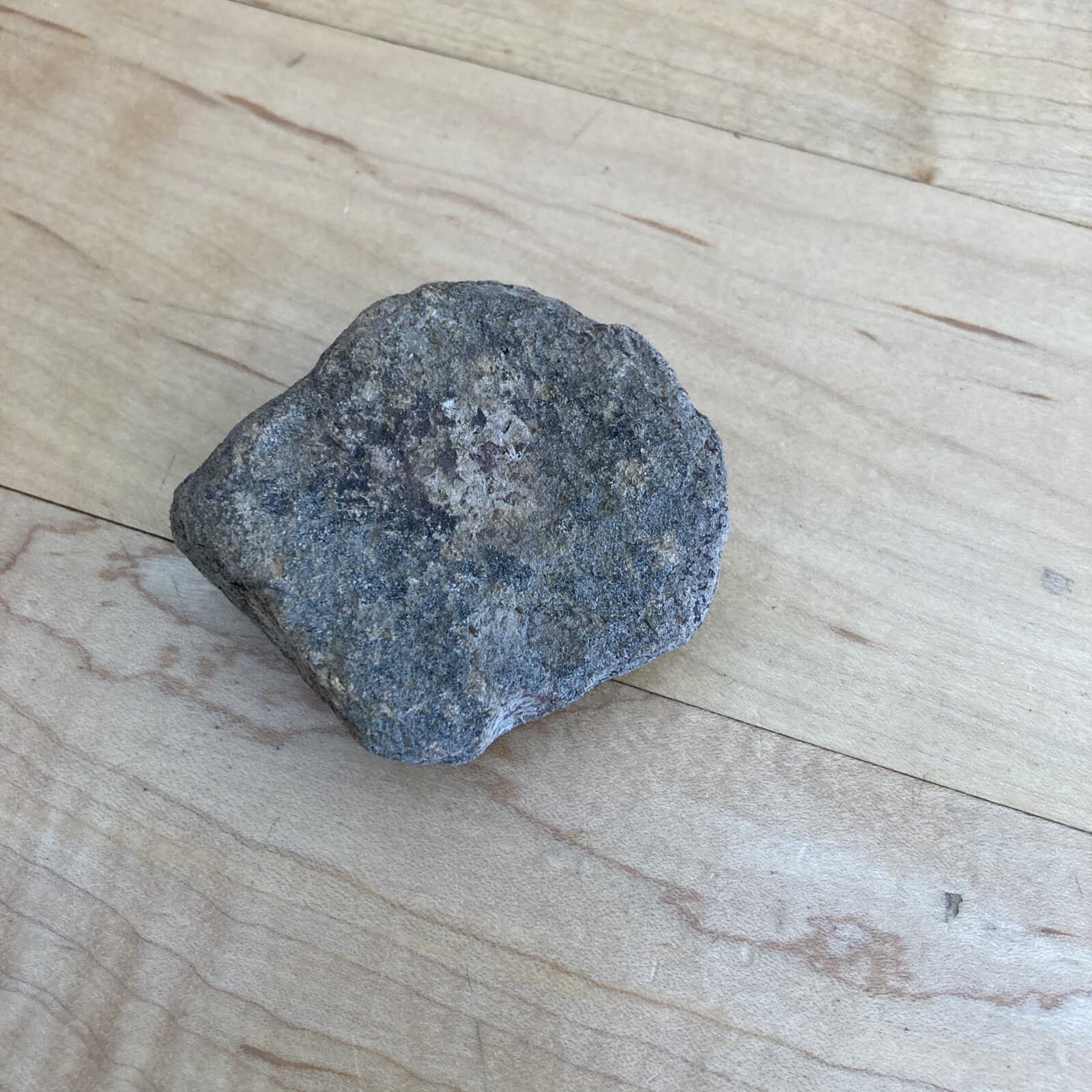 Lake Ontario fossilized shell 2