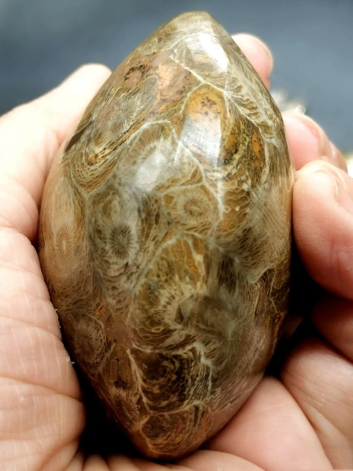 RARE prehistoric Moroccan invertebrate fossil crystal 6