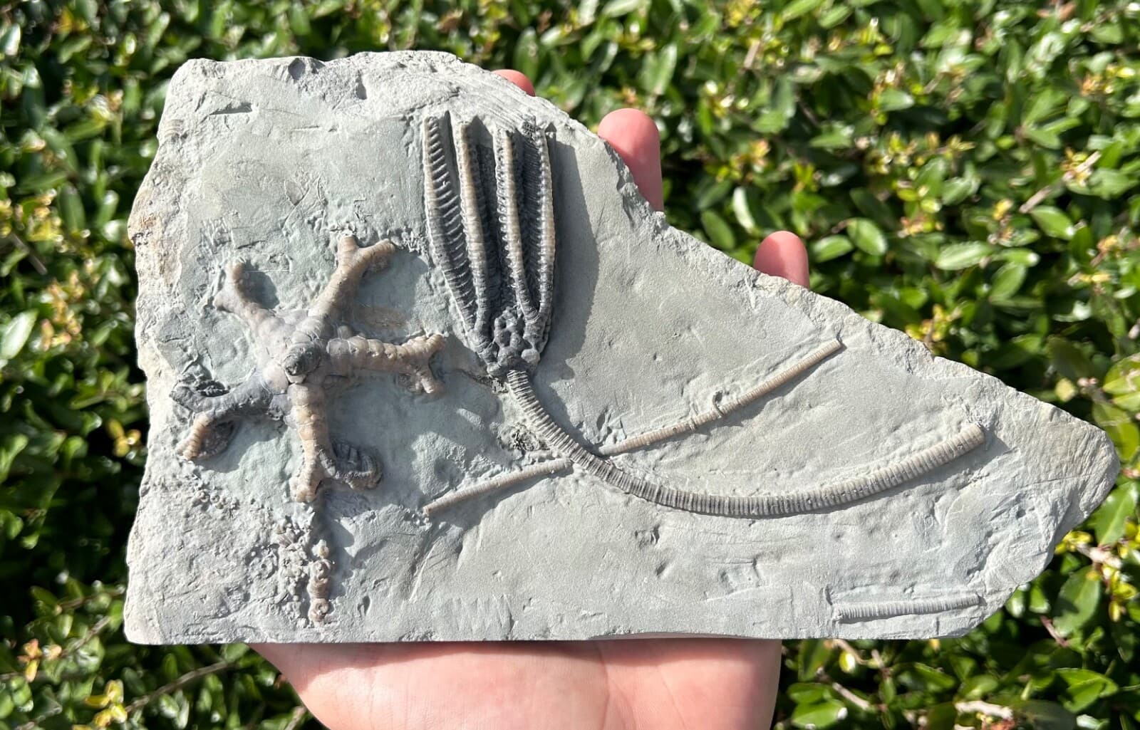 SUPERB Fossil Crinoid Plate Decadocrinus Onychocrinus Indiana Edwardsville Fm 2