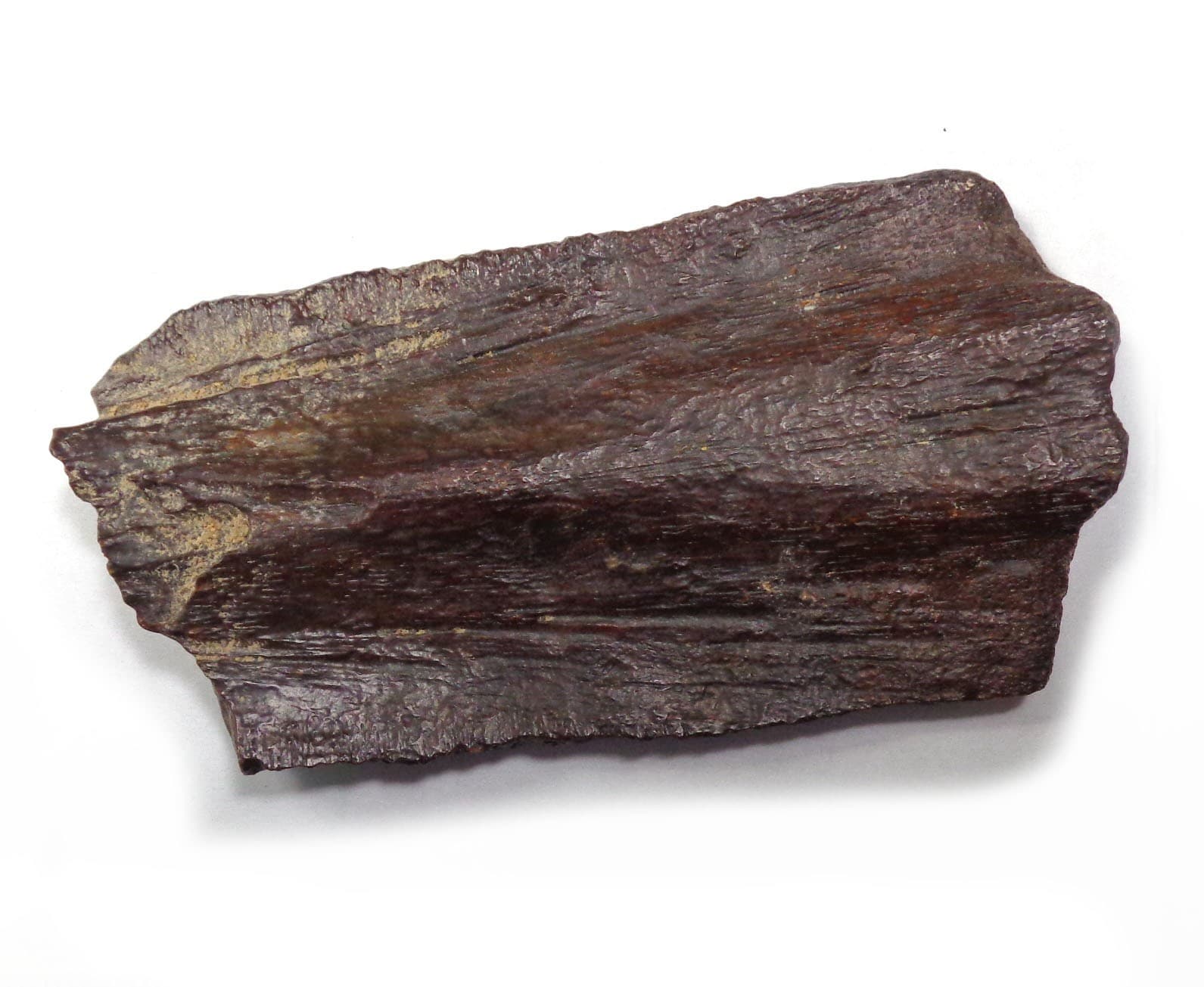 NEWEST! Excellent Turtle-shell, Late Cretaceous, Turonian, 90 ma, Uzbekistan #2 2