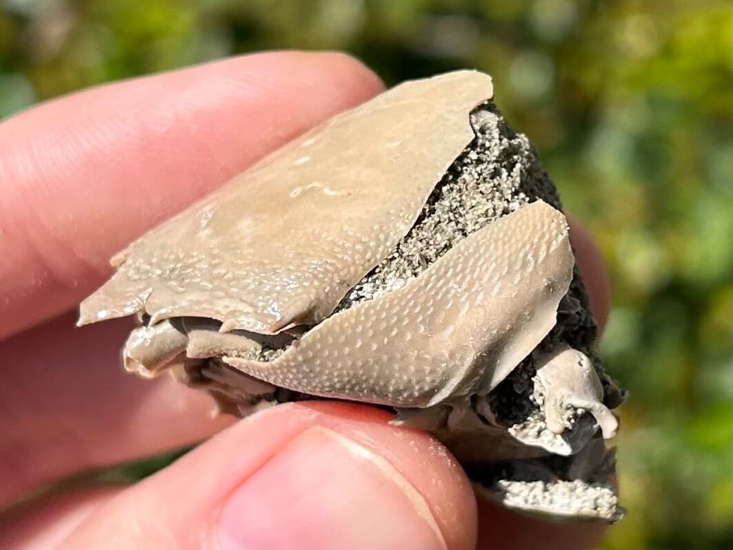 Fossil Crab Ranilia muriceta Florida Pliocene Crustacean Intracoastal Formation 3