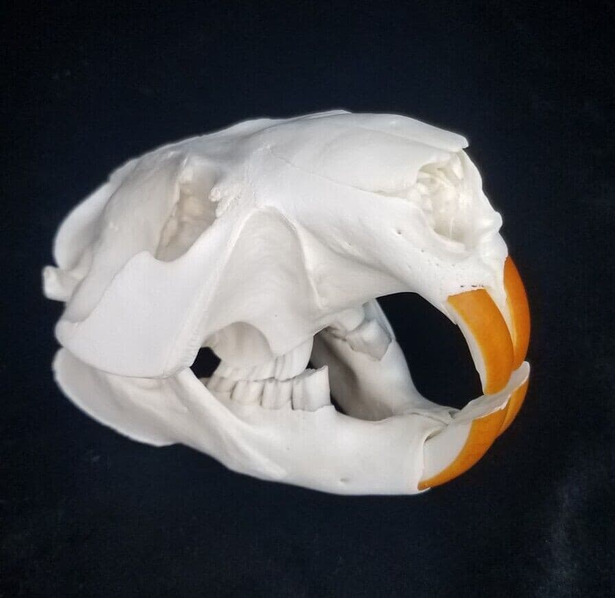 Real Beaver Skull - Castor canadensis - Generic Listing - American Sourced 3