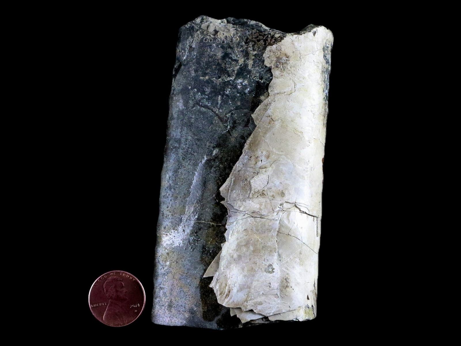 4.1" Baculite Fossil Opalized Cephalopod Late Cretaceous Bear Paw Shale Montana 2