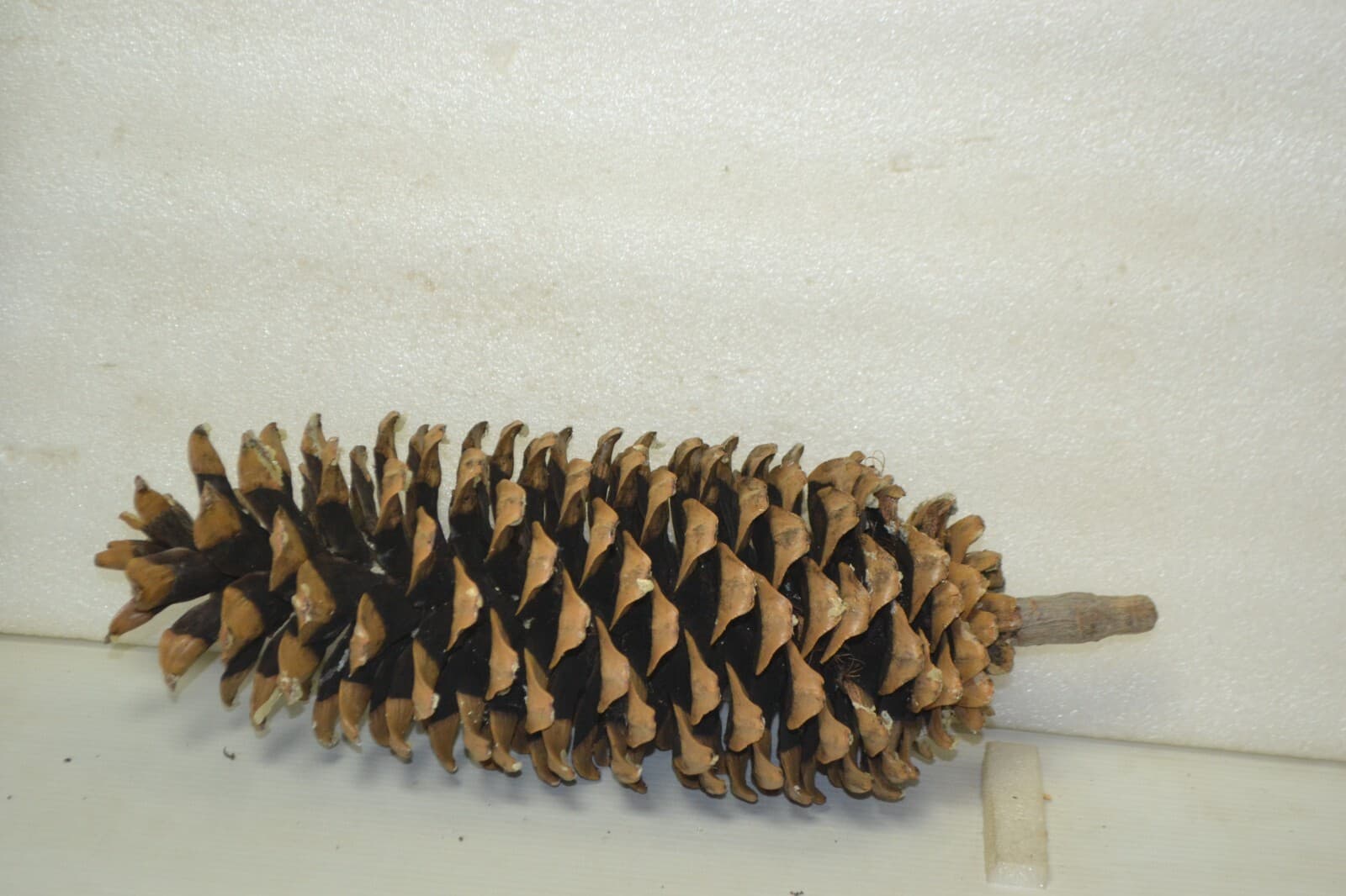 Large Pine Cones Northwest high cascades naturall pine cones 12-14" Lot of 3 5