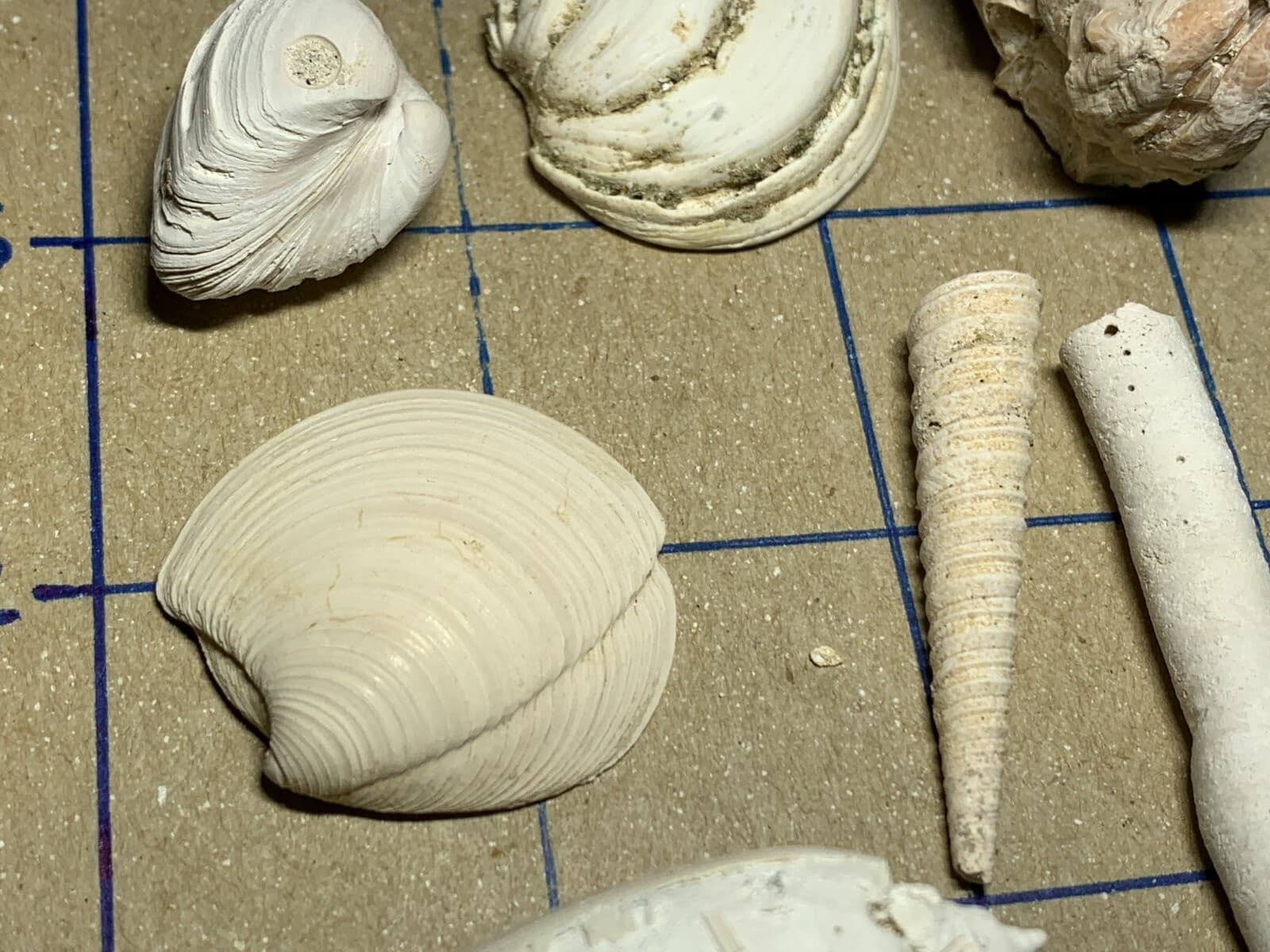 ☆Fossil Specimen 10 Pack - Berkeley Quarry S.C. - Barnacle-Dentalium-Teeth ☆294 3