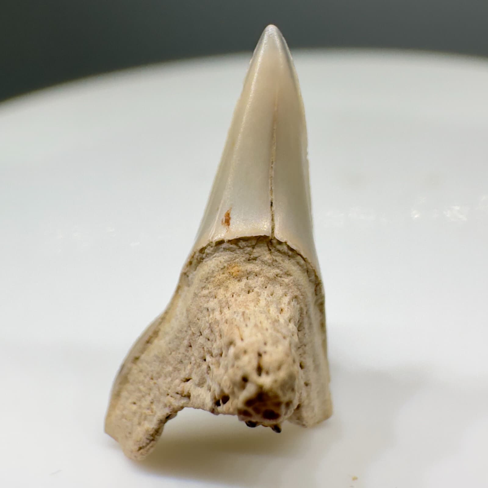 Rarely Offered 0.68" Fossil Paraisurus macrorhiza Tooth - Cretaceous, Russia 3