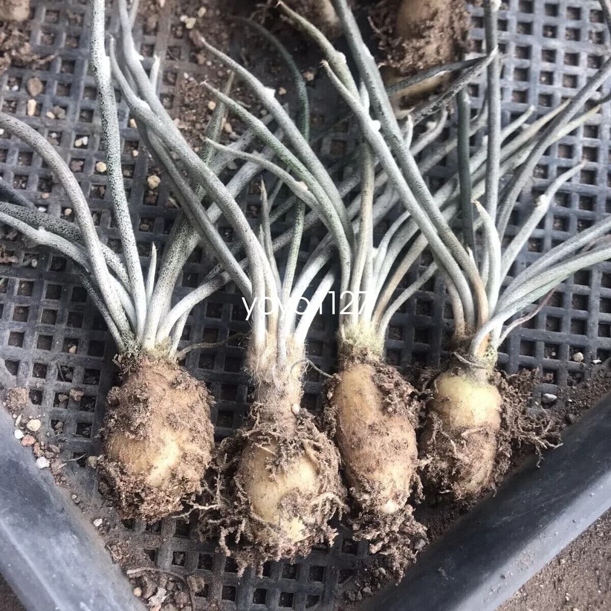 10pcs1-2cm Succulent cactus Plants Astrophytum caput-medusae Plant wholesale