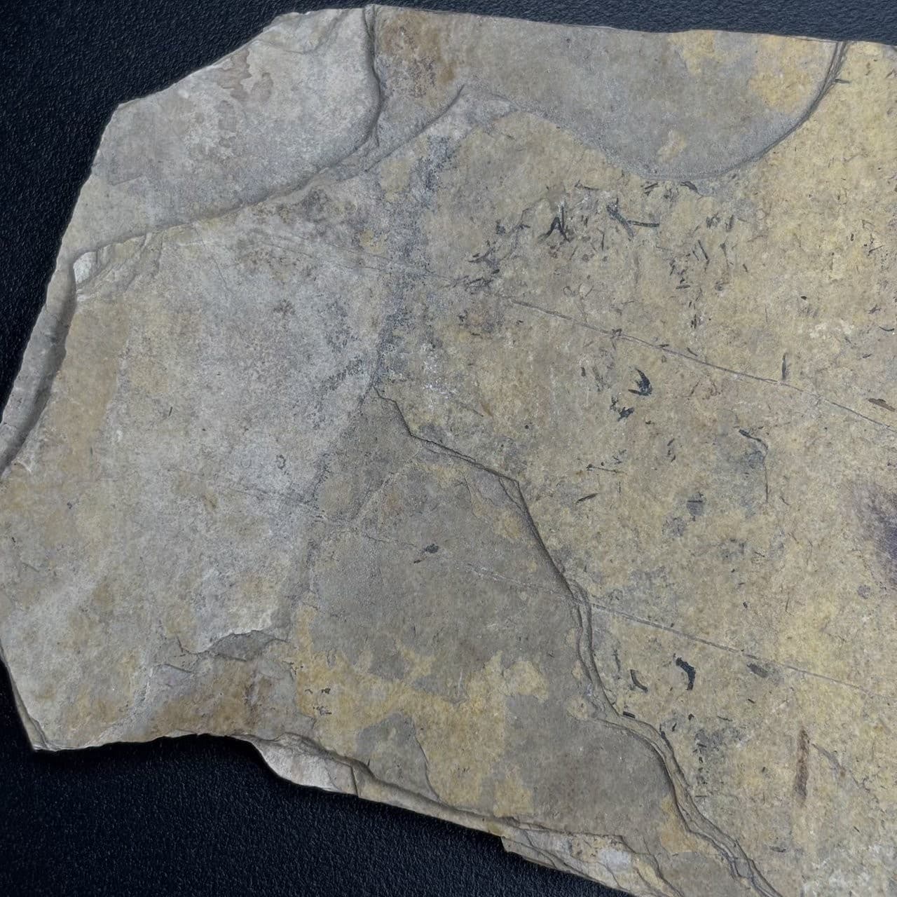 Fossil bird feather - Oligocene Stampian Céreste France - rare and original 6