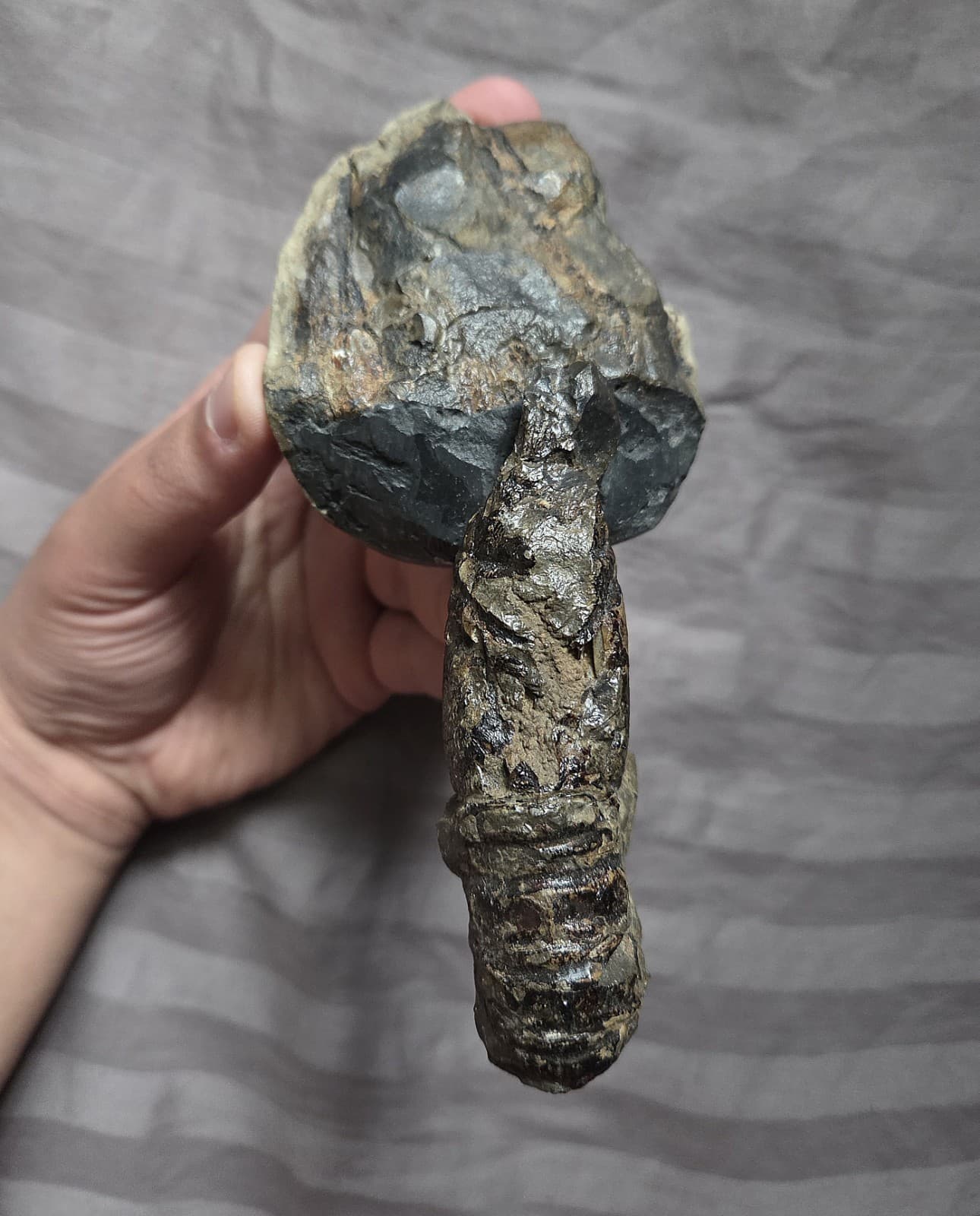 Very Rare Large Cretaceous Arthropod Fossil Hoploparia Sp. Lobster From Montana  2