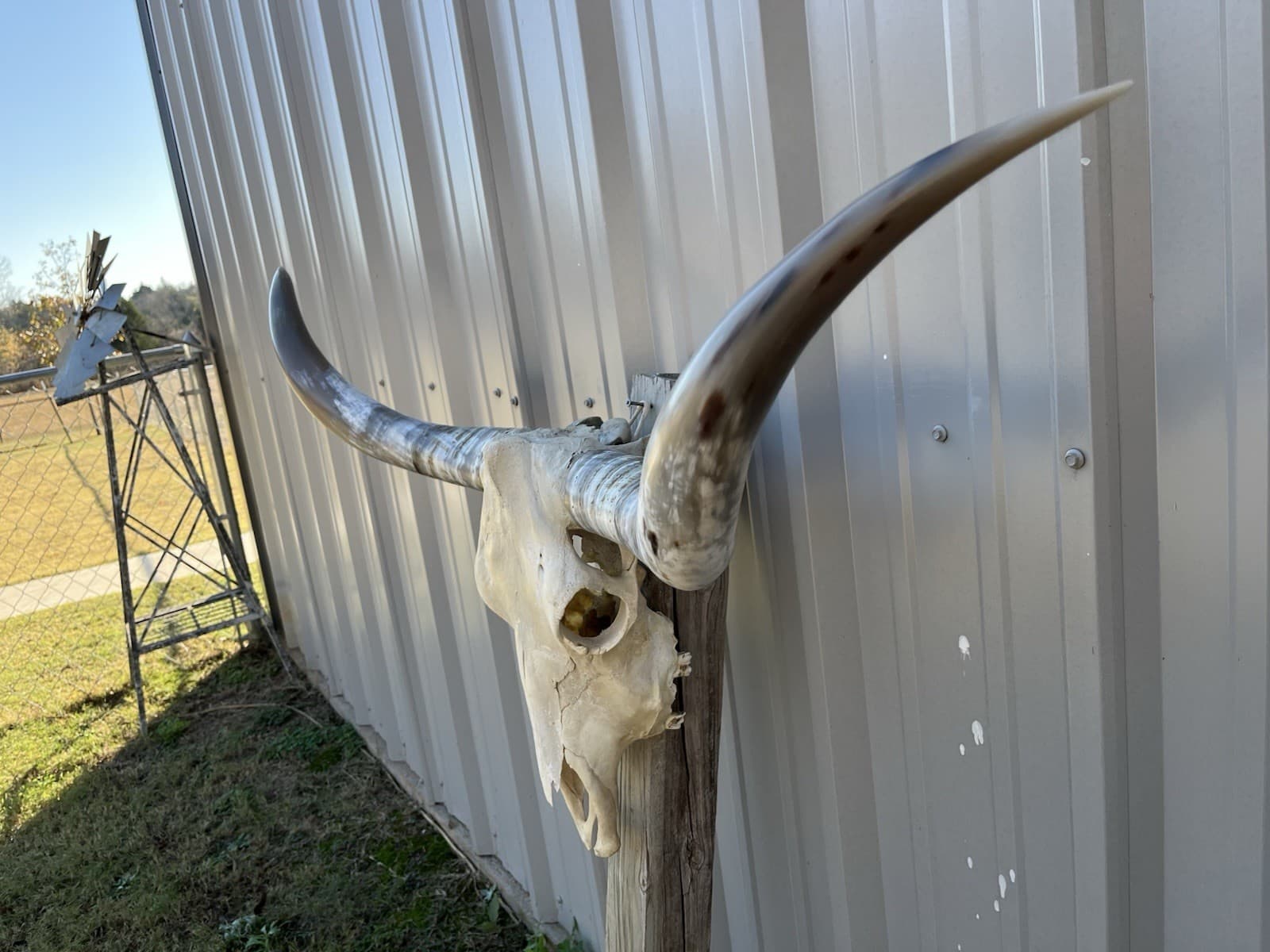 LONGHORN STEER SKULL 4 FEET 3 Inch WIDE POLISHED BULL HORN MOUNTED COW HEAD 2