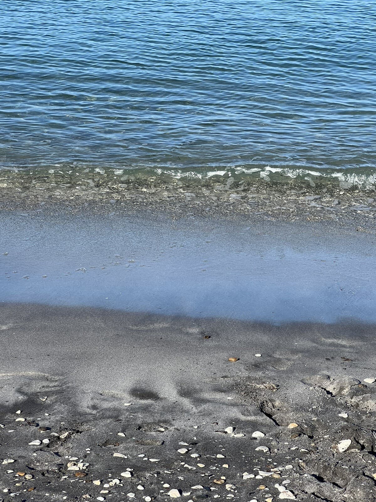 Lot of 25 Fossilized 1/2 - 3/4 inch shark teeth from Venice Florida ( GULF ) 6
