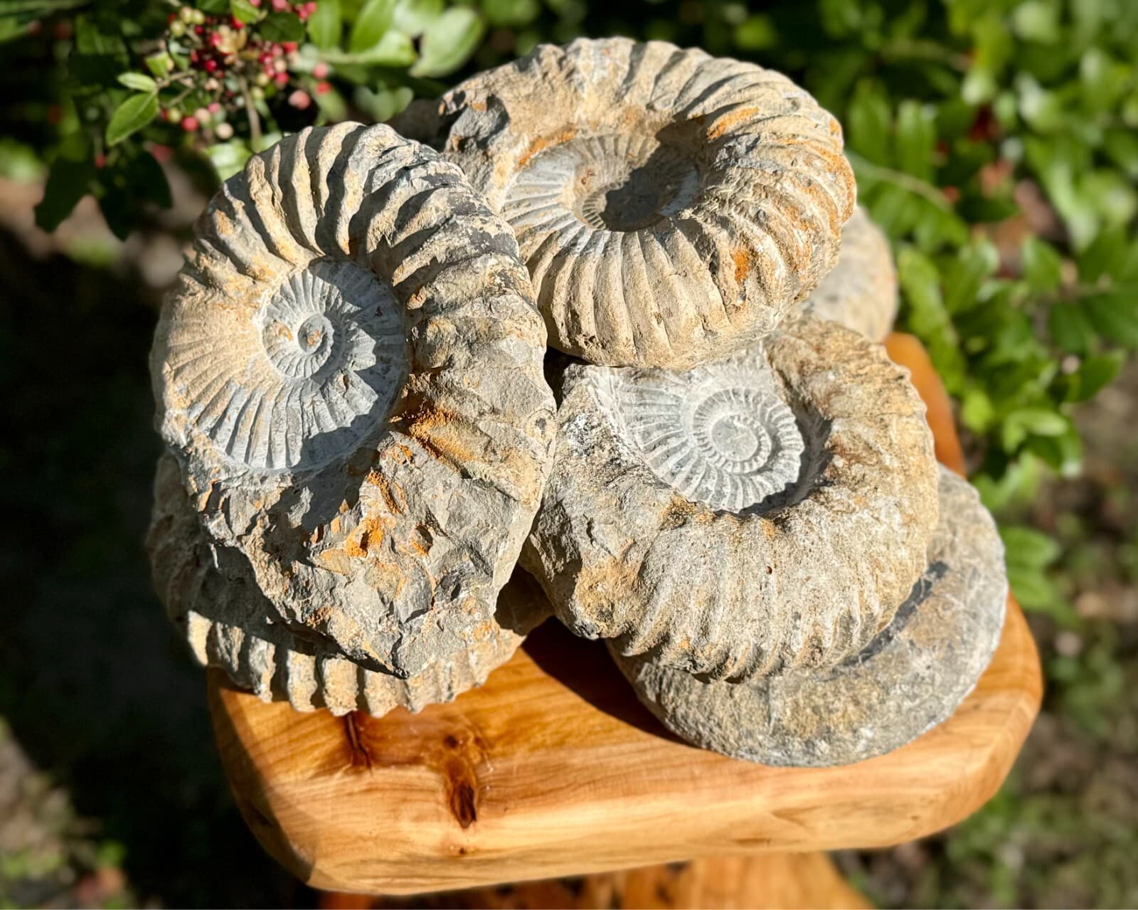 Jumbo Natural Ammonite Fossils From Morocco, 4 - 5" Raw Ammonite Specimens 4