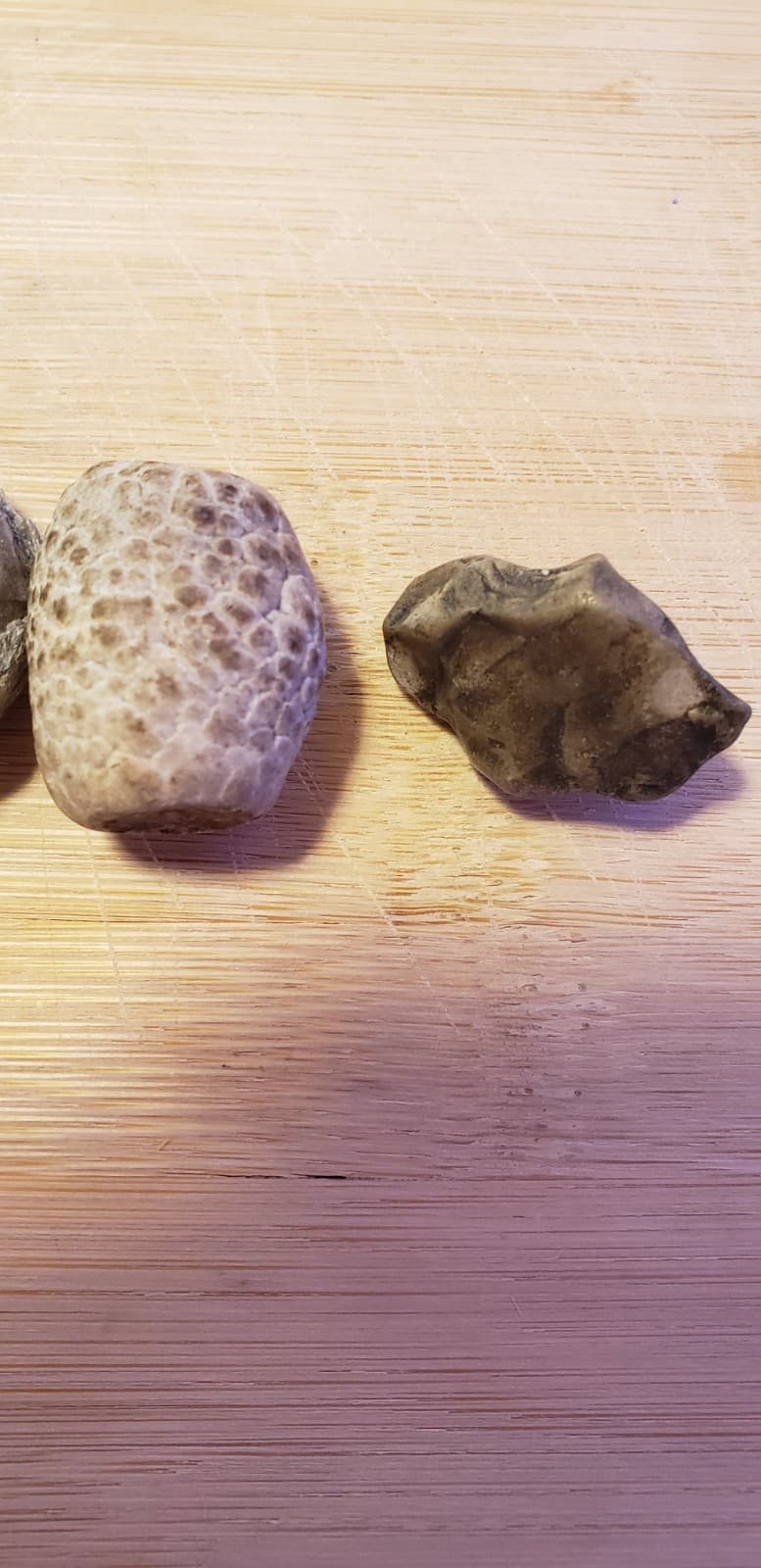 Authentic Michigan Fossil Assortment(4)  Great Lakes Rock Mix  1" And Under 3