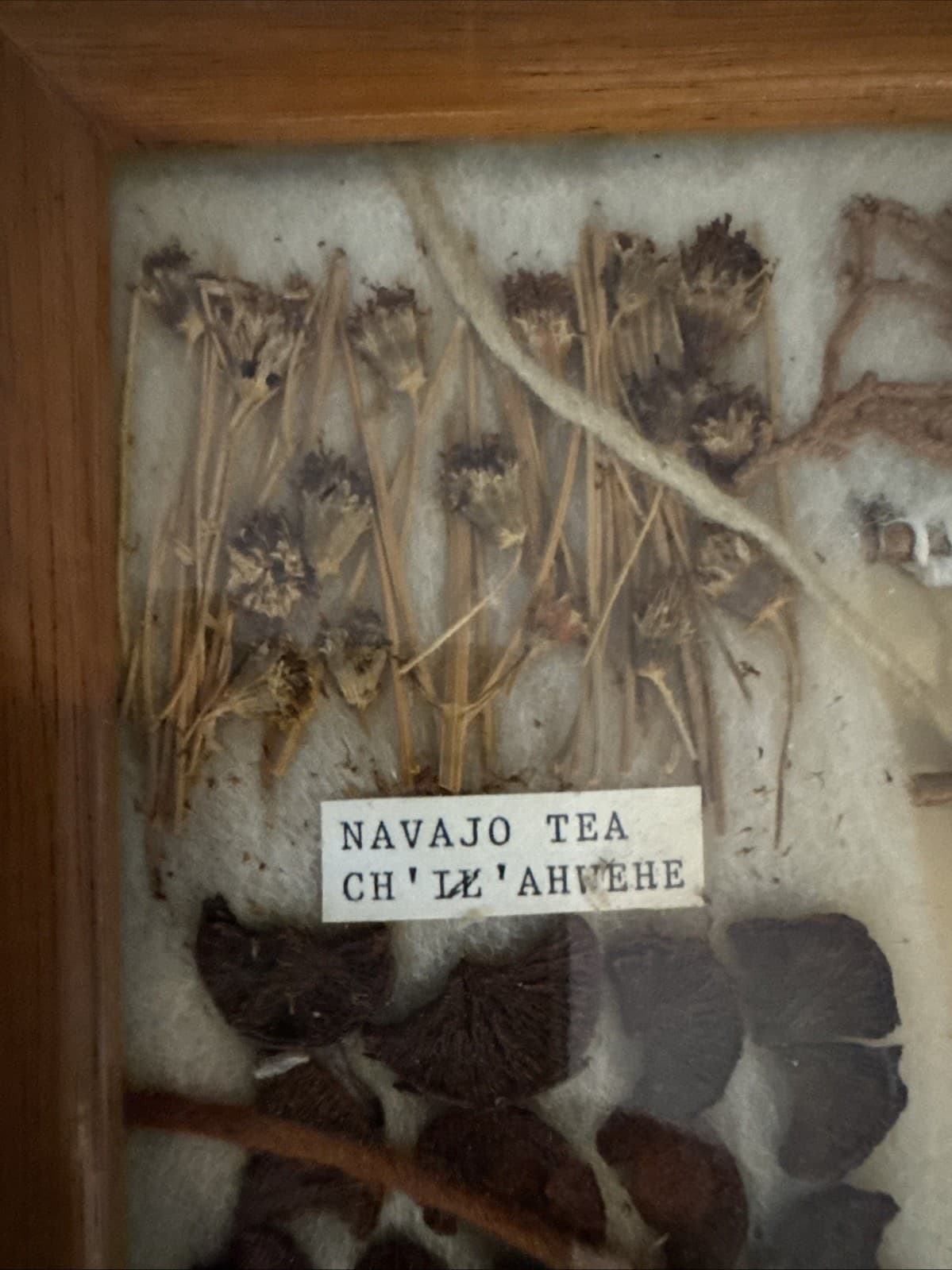 NAVAJO PLANT YARN DYE CHART 8 PLANTS LOOM RUG WEAVING NATIVE AMERICAN ART VTG 2