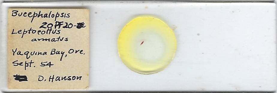 Bucephalopsis w.m. from Pacific Staghorn Sculpin Intestine Microscope Slide