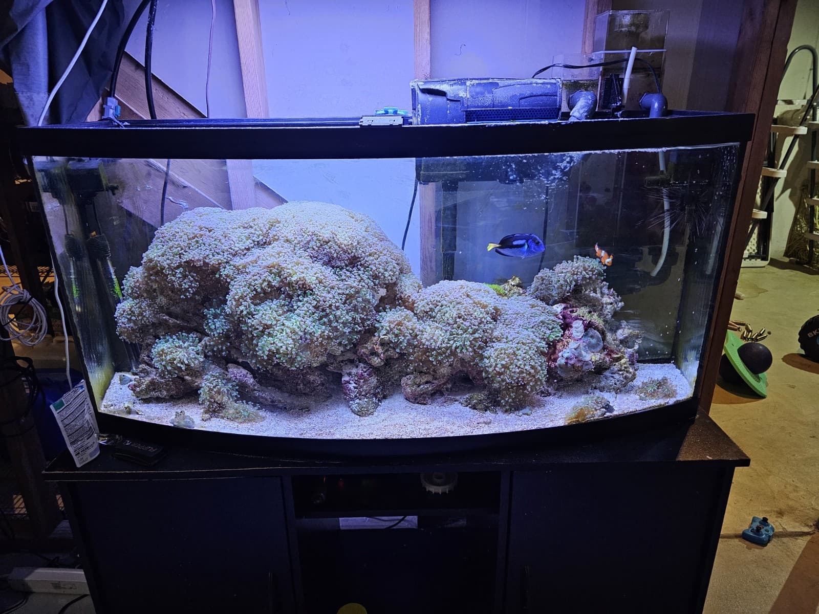 75 Gallon cycled Saltwater  Reef Aquarium, fish, coral ,live rock and more 
